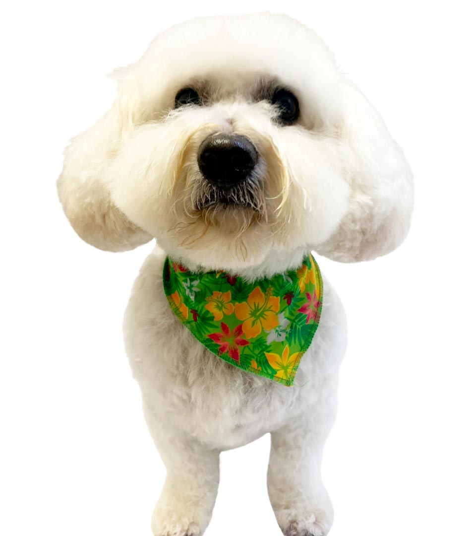 S3102 Summer Flowers Bandana