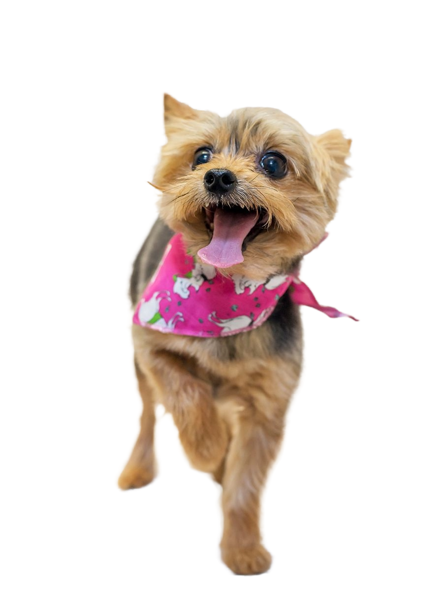 S3113 Fashion Doggie Bandana, Pink