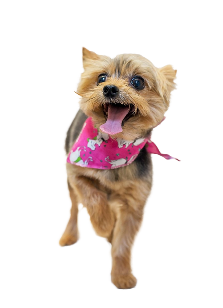 S3113 Fashion Doggie Bandana, Pink