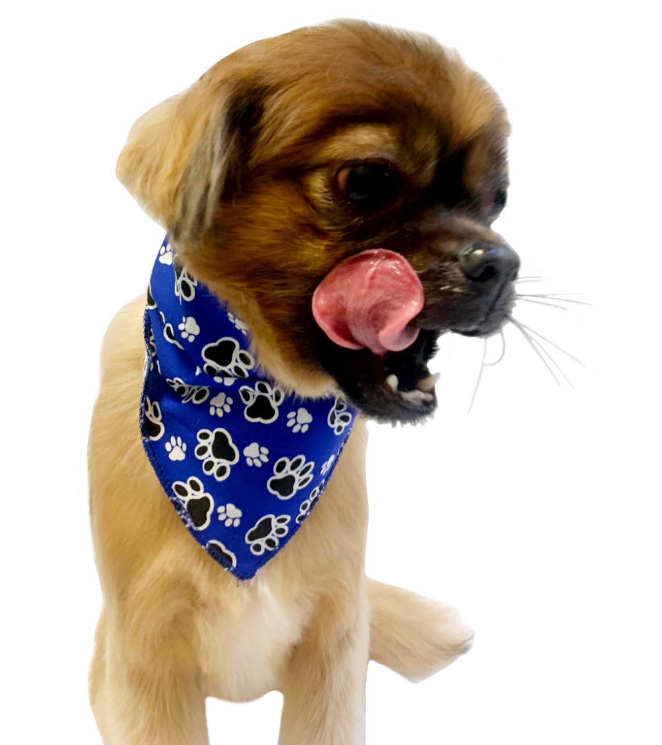 S3117 Paws N Bones Bandana