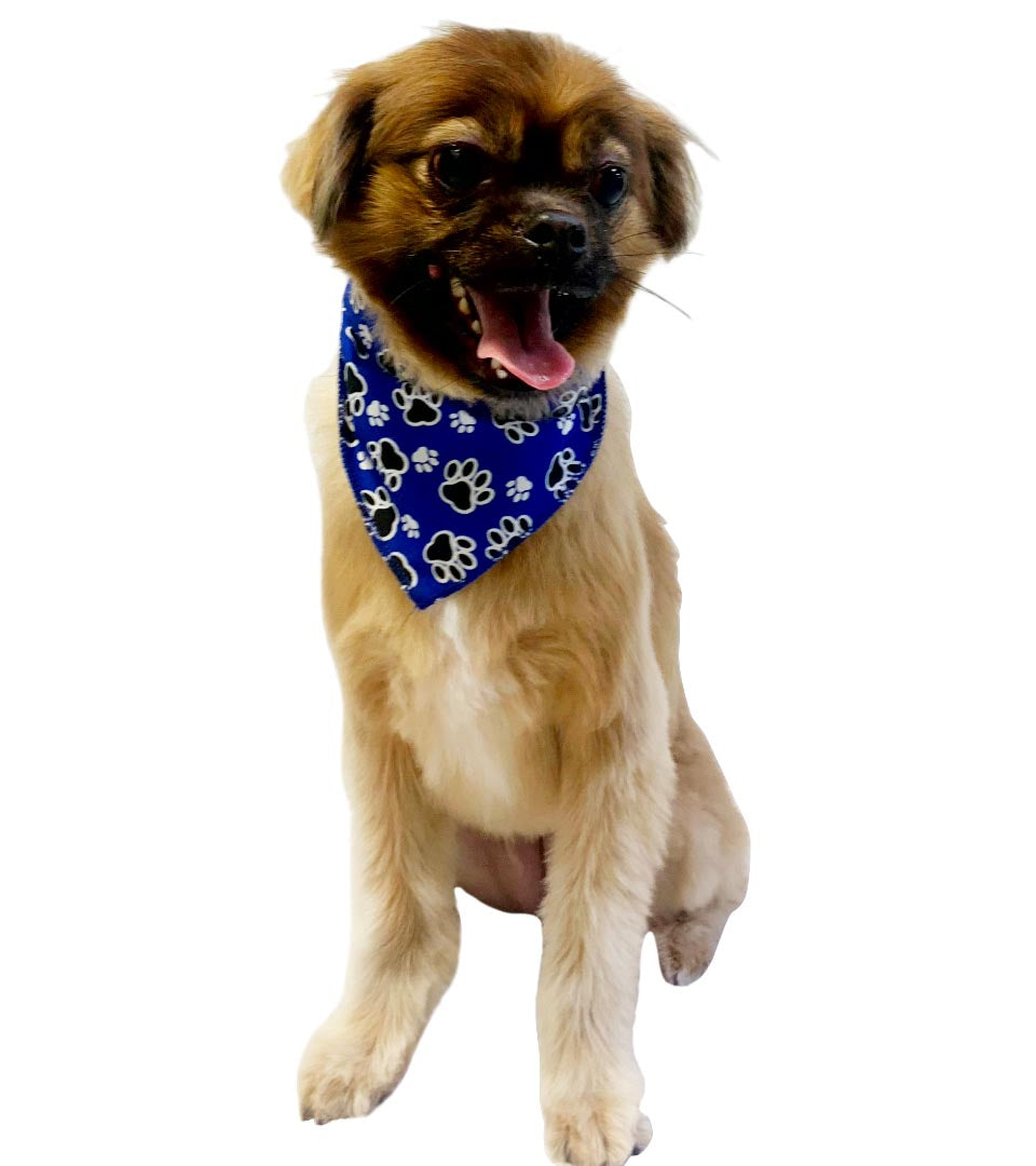 S3117 Paws N Bones Bandana
