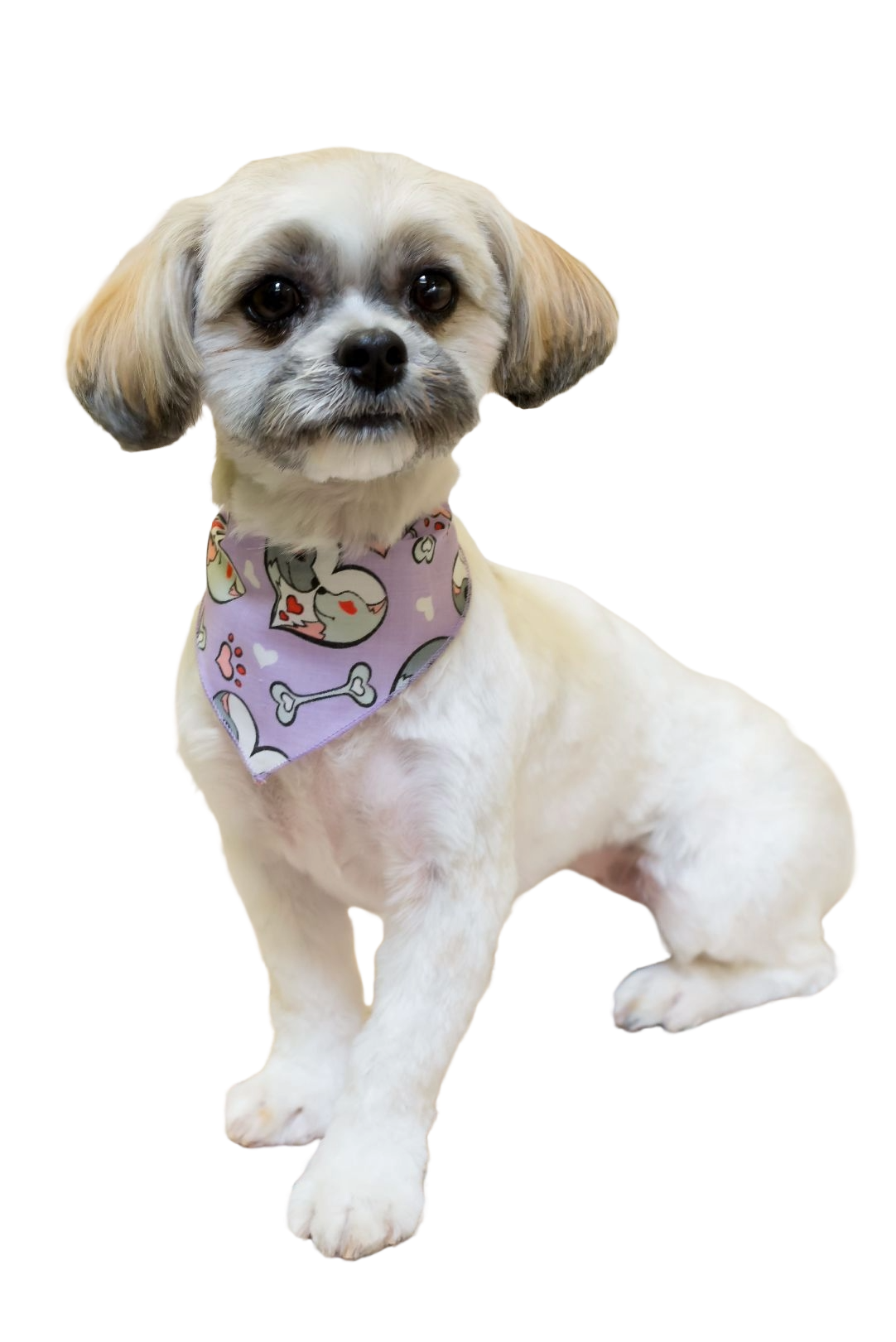 SA3145 Love Hearts & Pawprints Bandana, Purple