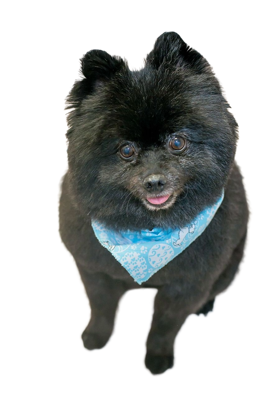 S3148 Easter Eggs Doggie Bandana, Blue