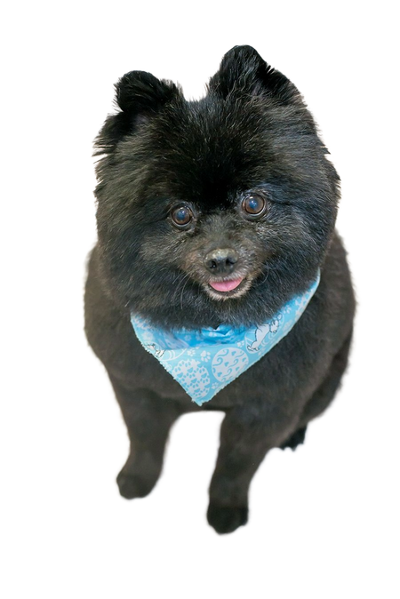 S3148 Easter Eggs Doggie Bandana, Blue