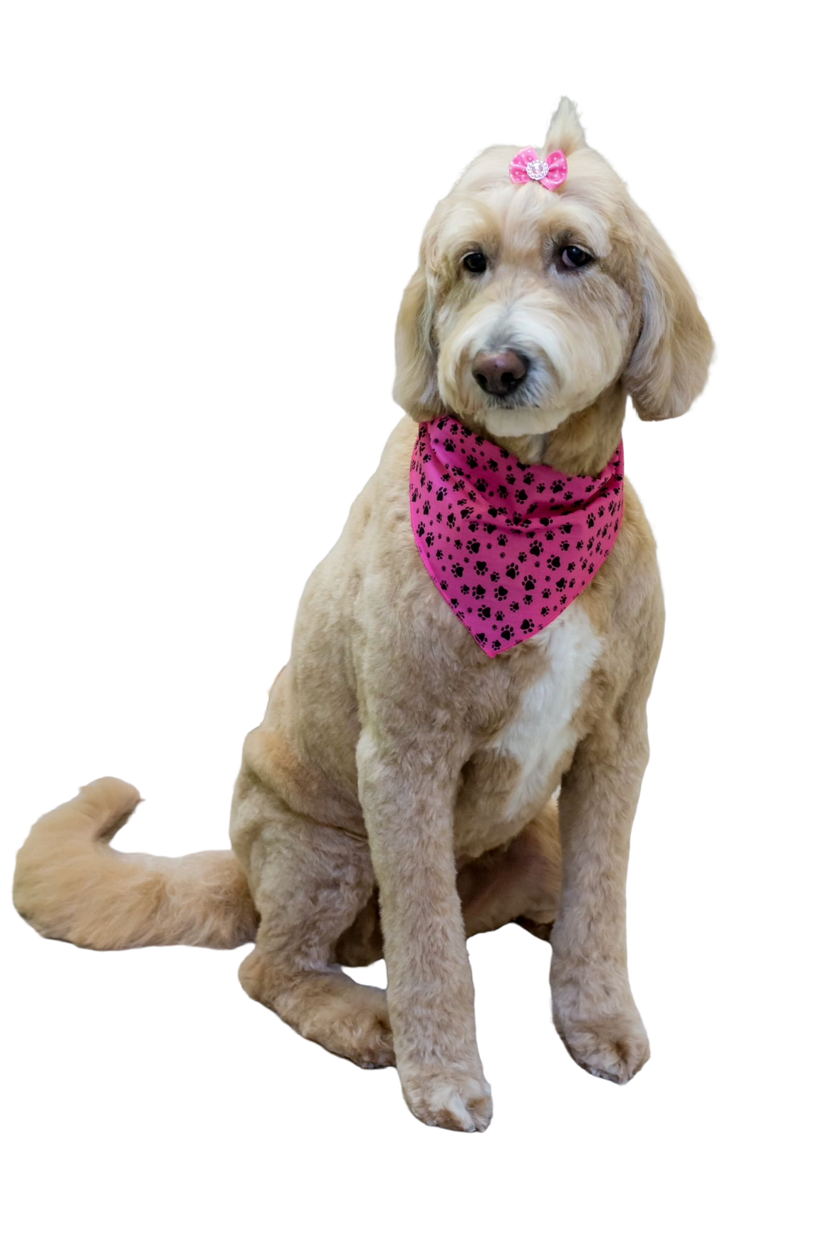 S3159 Black Pawprints Bandana, Pink