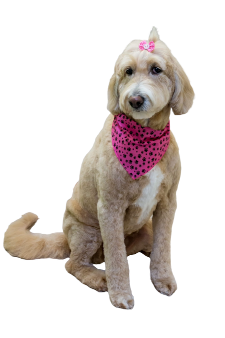 S3159 Black Pawprints Bandana, Pink
