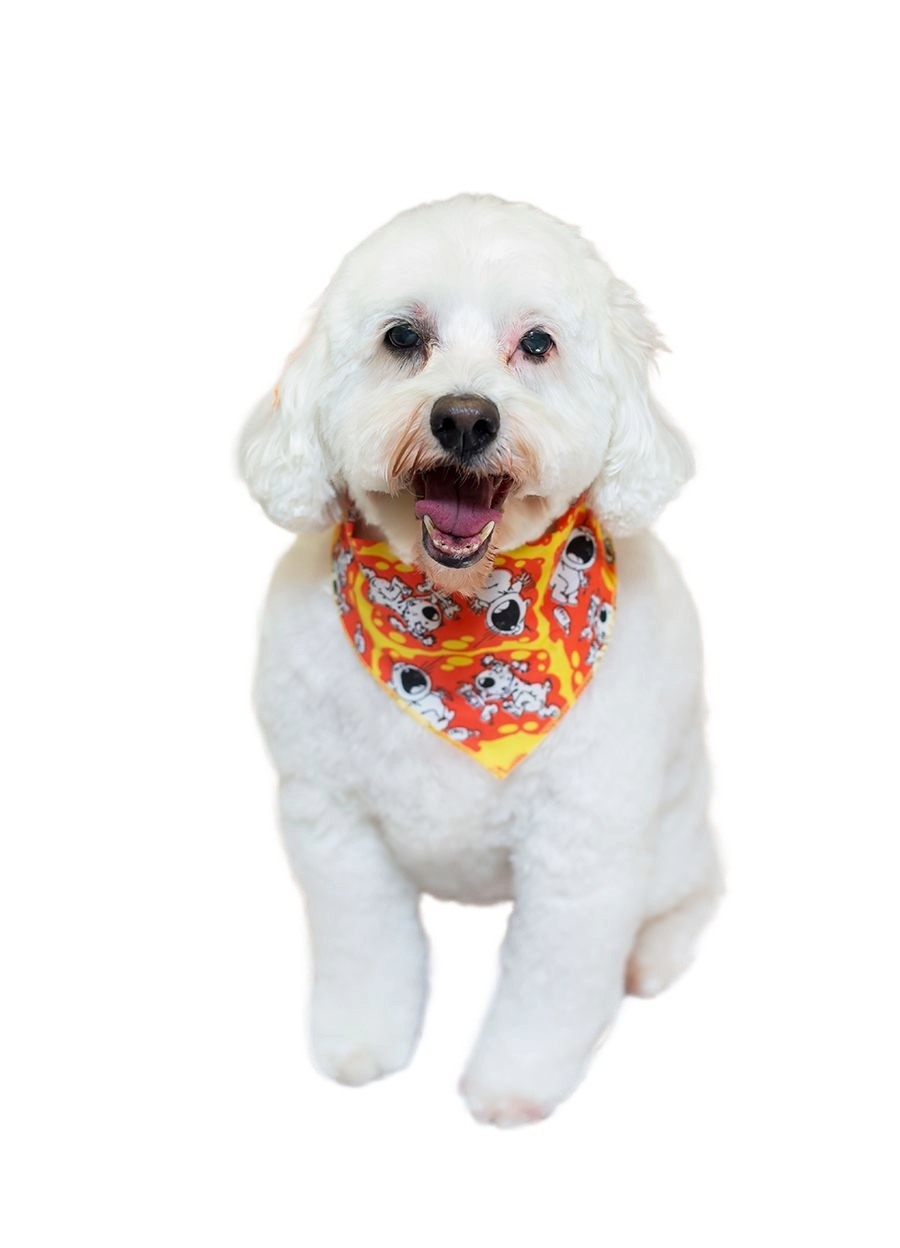 S3166 Funny Doggie Meets Baby Bandana, Red