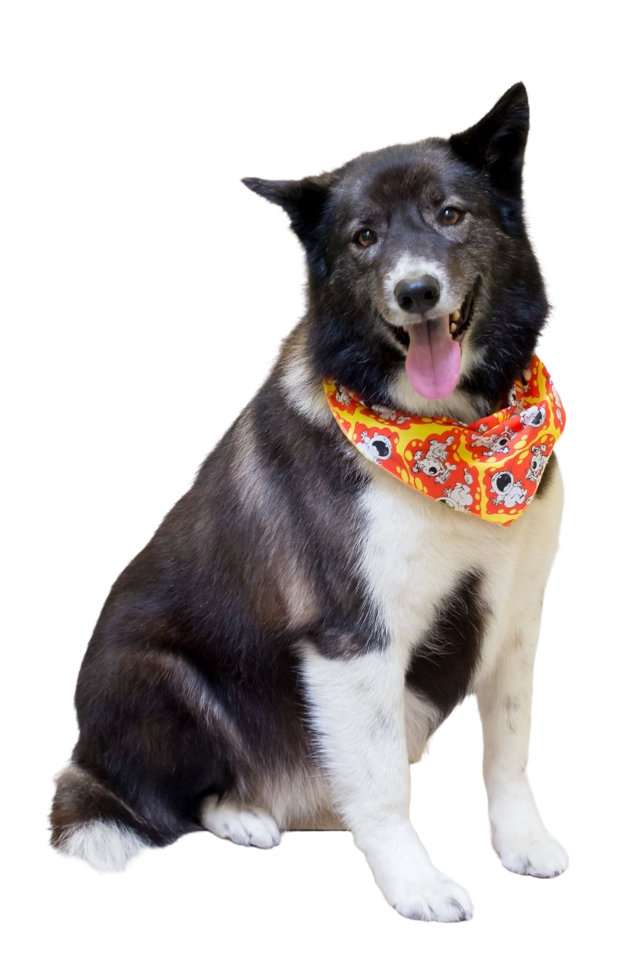 S3166 Funny Doggie Meets Baby Bandana, Red