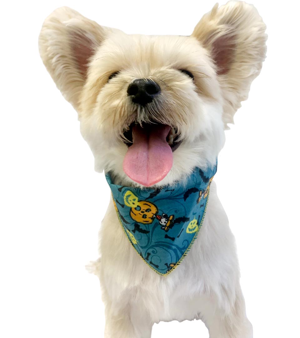 SPKS12 Bandanas Variety Pack Per Size - 12 assorted HALLOWEEN bandanas  