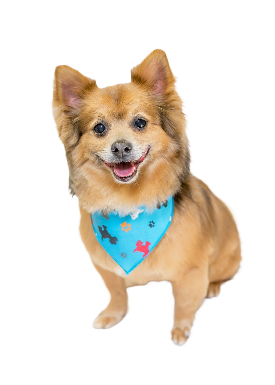 SA3185 Dogs & Pawprints Bandana, Blue