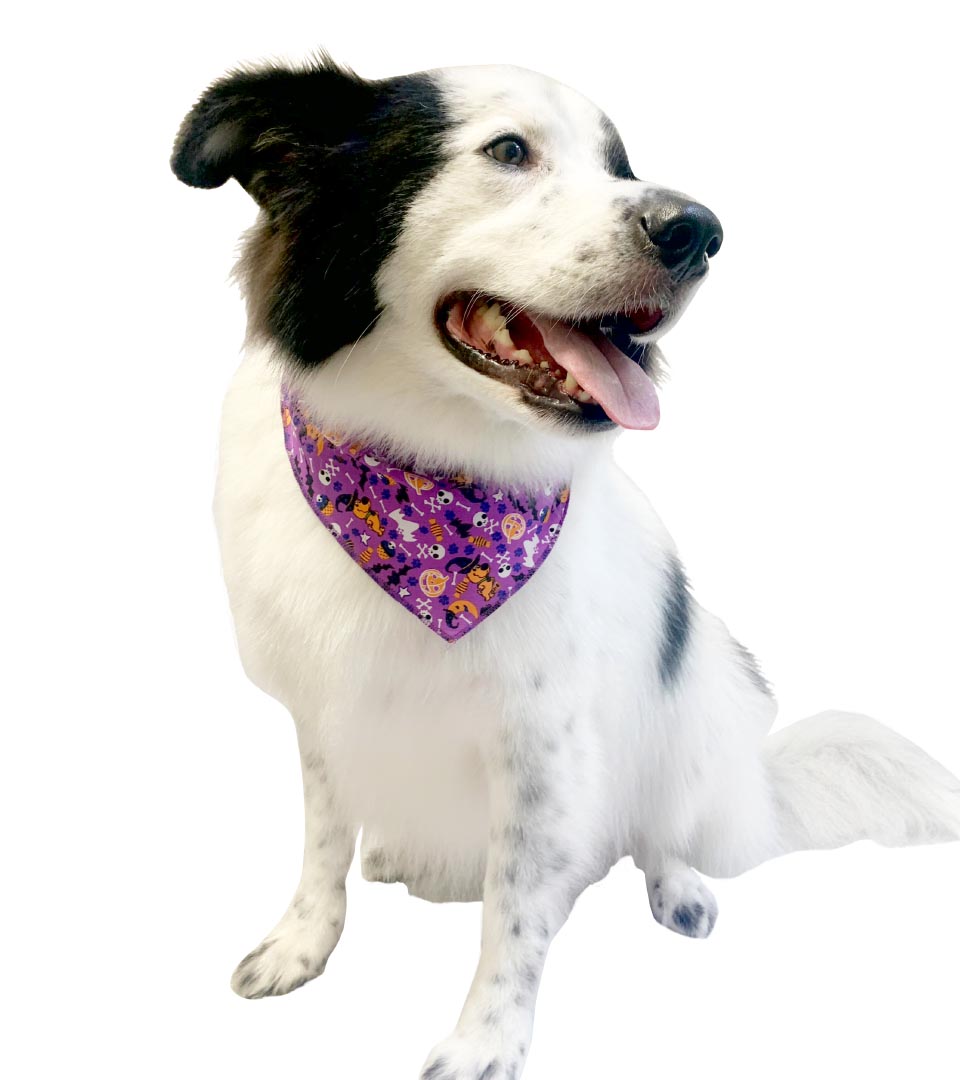 SPKS12 Bandanas Variety Pack Per Size - 12 assorted HALLOWEEN bandanas  