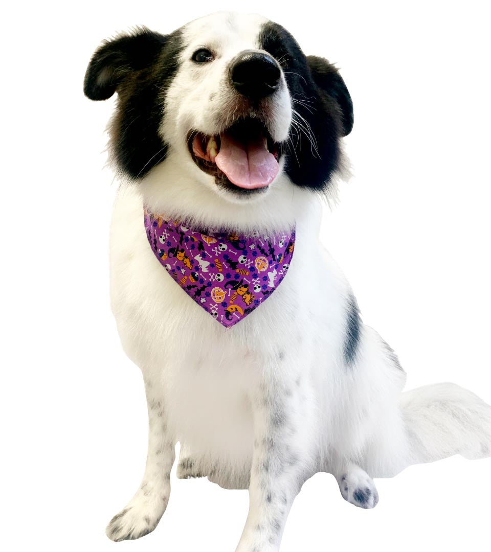 SPKS12 Bandanas Variety Pack Per Size - 12 assorted HALLOWEEN bandanas  