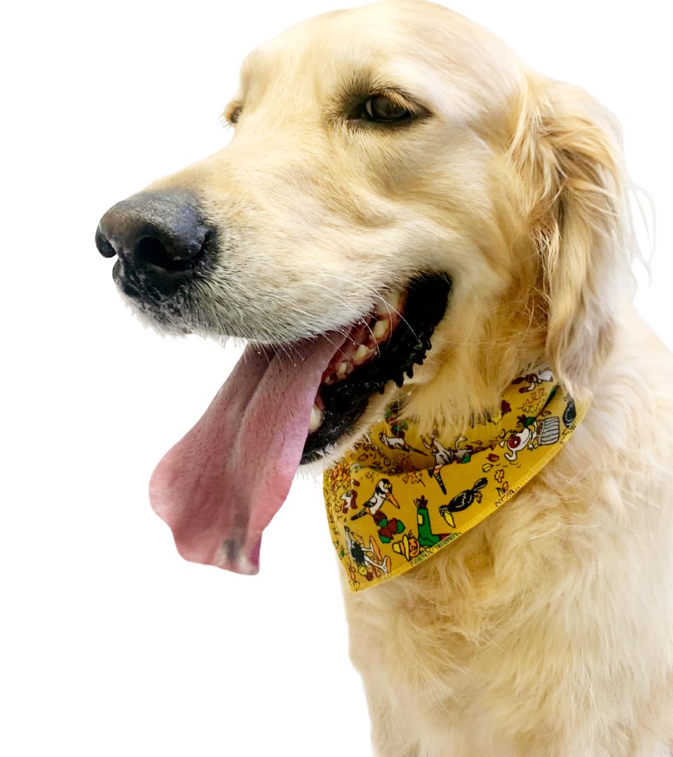 S3189 Thanksgiving Doggie Bandana