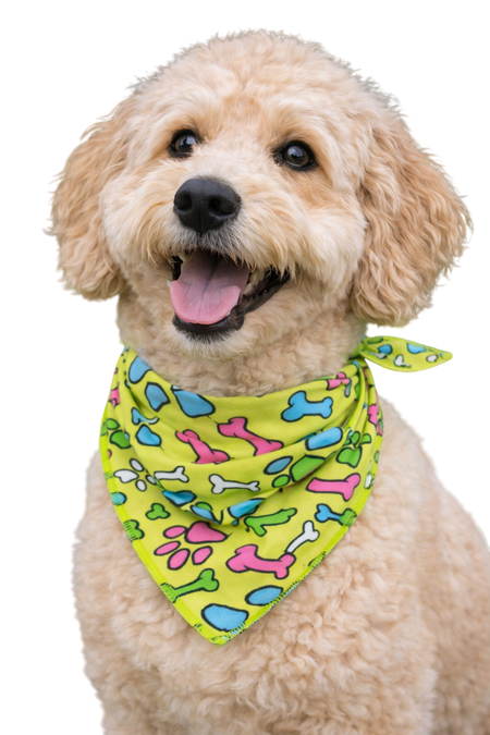 S3019 Paws & Bones Bandana, Green
