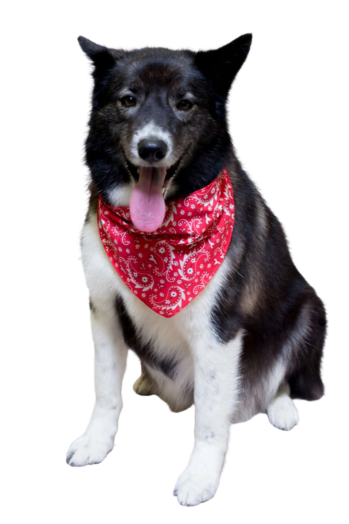 S3193 Paisley & Pawprints Bandana, Red