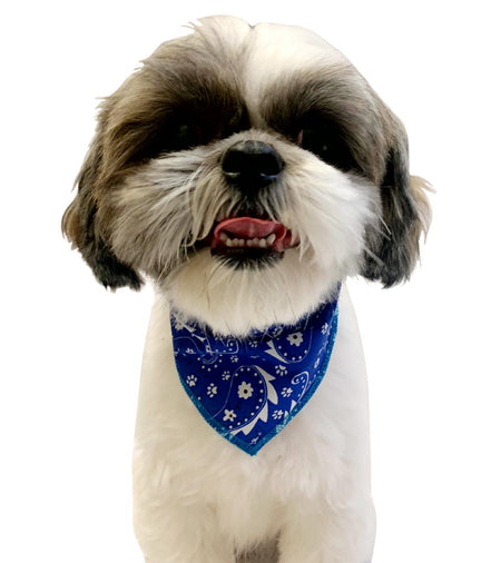 S3201 Paisley & Pawprints Bandana, Blue