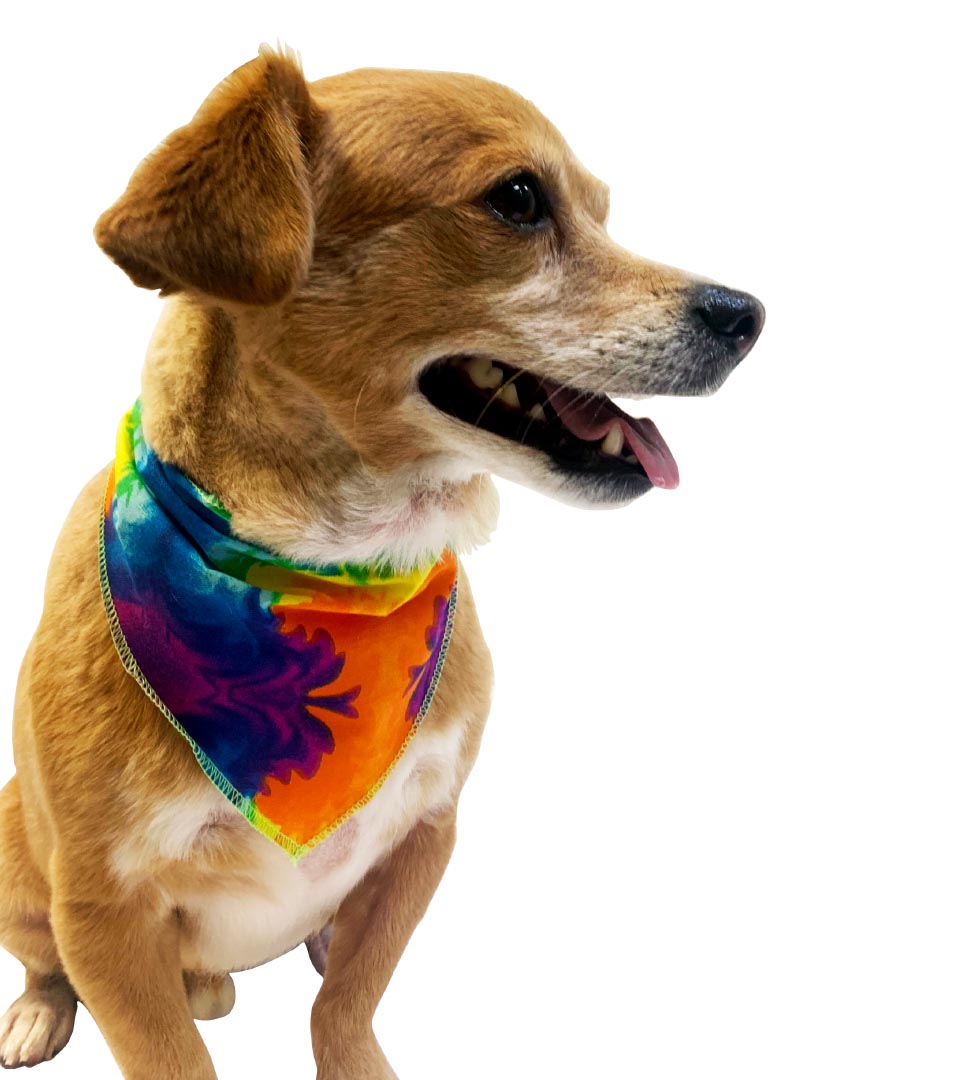 S3233 Casual Bandana