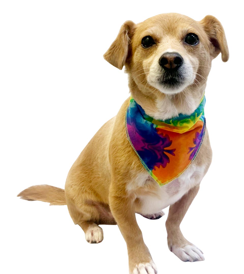 S3233 Casual Bandana