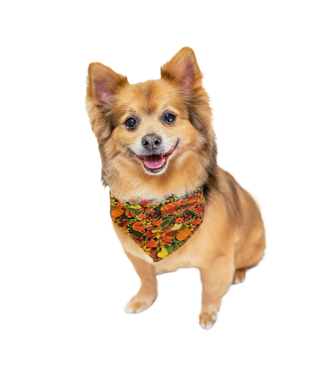 S3232 Thanksgiving Bandana