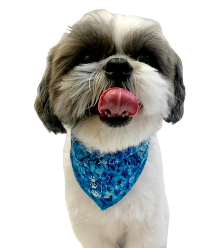 S3034  Paws & Bones Bandana, Blue
