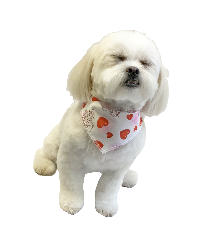 PKS7 60 Assorted VALENTINE'S DAY Tieback Dog Grooming Bandanas / Groomers Bulk Package