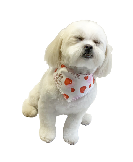 PKS7 60 Assorted VALENTINE'S DAY Tieback Dog Grooming Bandanas / Groomers Bulk Package