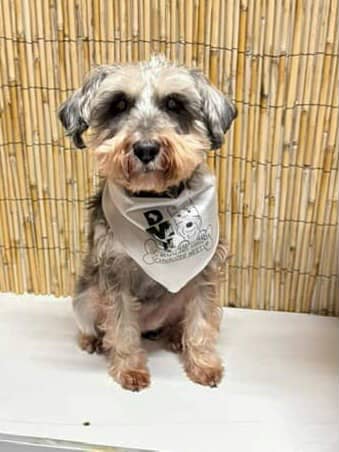 S3603 Black Logo Print, White Triangle Bandana