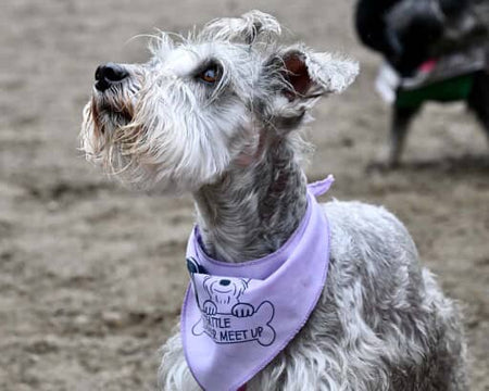 S3612 Black Logo Print, Light Purple - Lavender Bandana