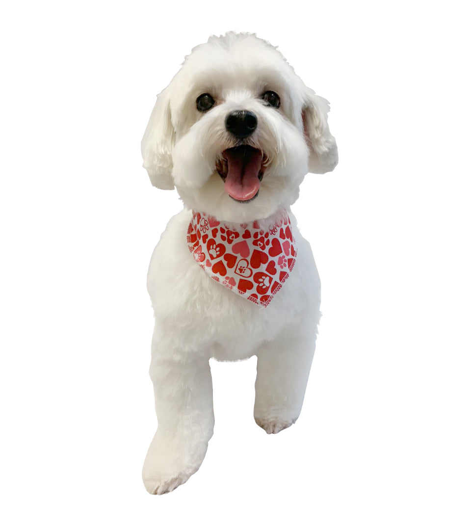 S3039 Valentine's Doggie Bandana