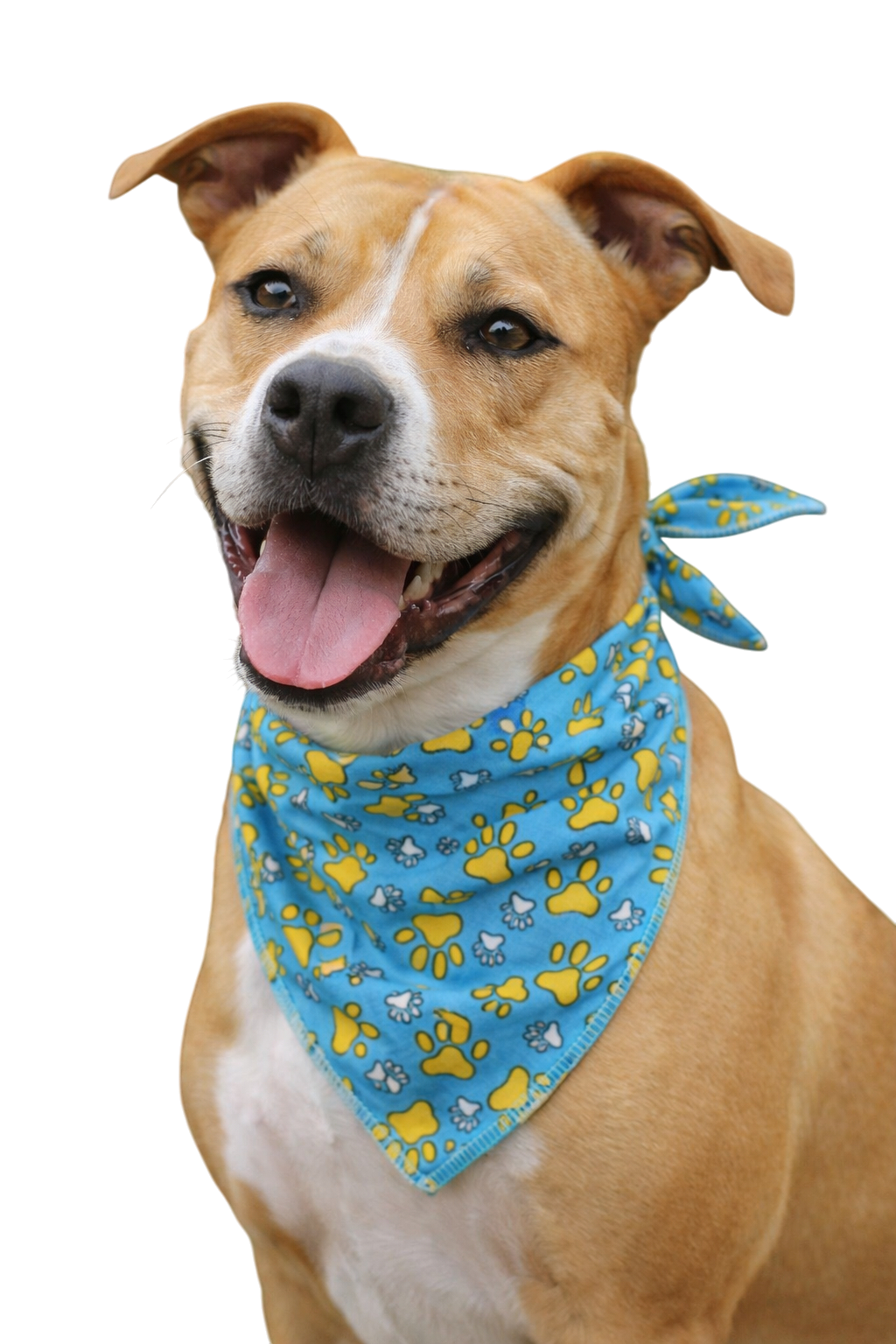 S3040 Paws on Blue