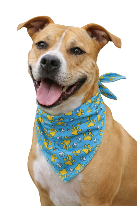 S3040 Paws on Blue
