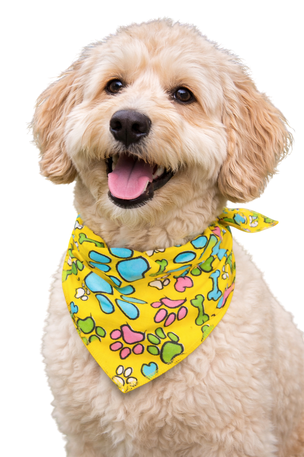 S3008 Paws & Bones Yellow