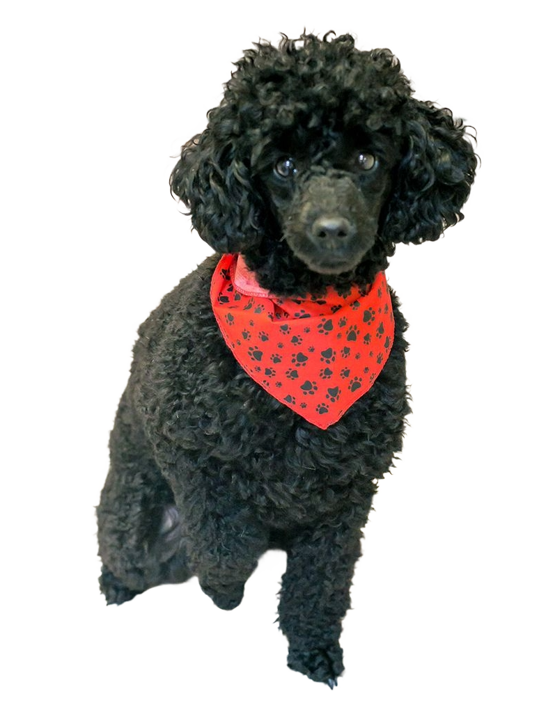 S3091 Black Pawprints Bandana, Red