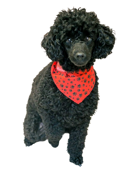 S3091 Black Pawprints Bandana, Red