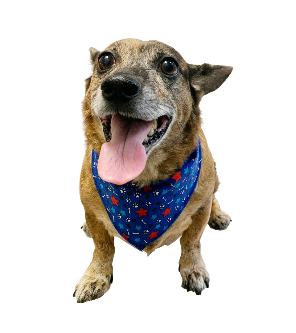 S3096 Paws, Bones & Stars Bandana, Blue