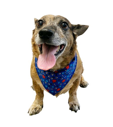S3096 Paws, Bones & Stars Bandana, Blue