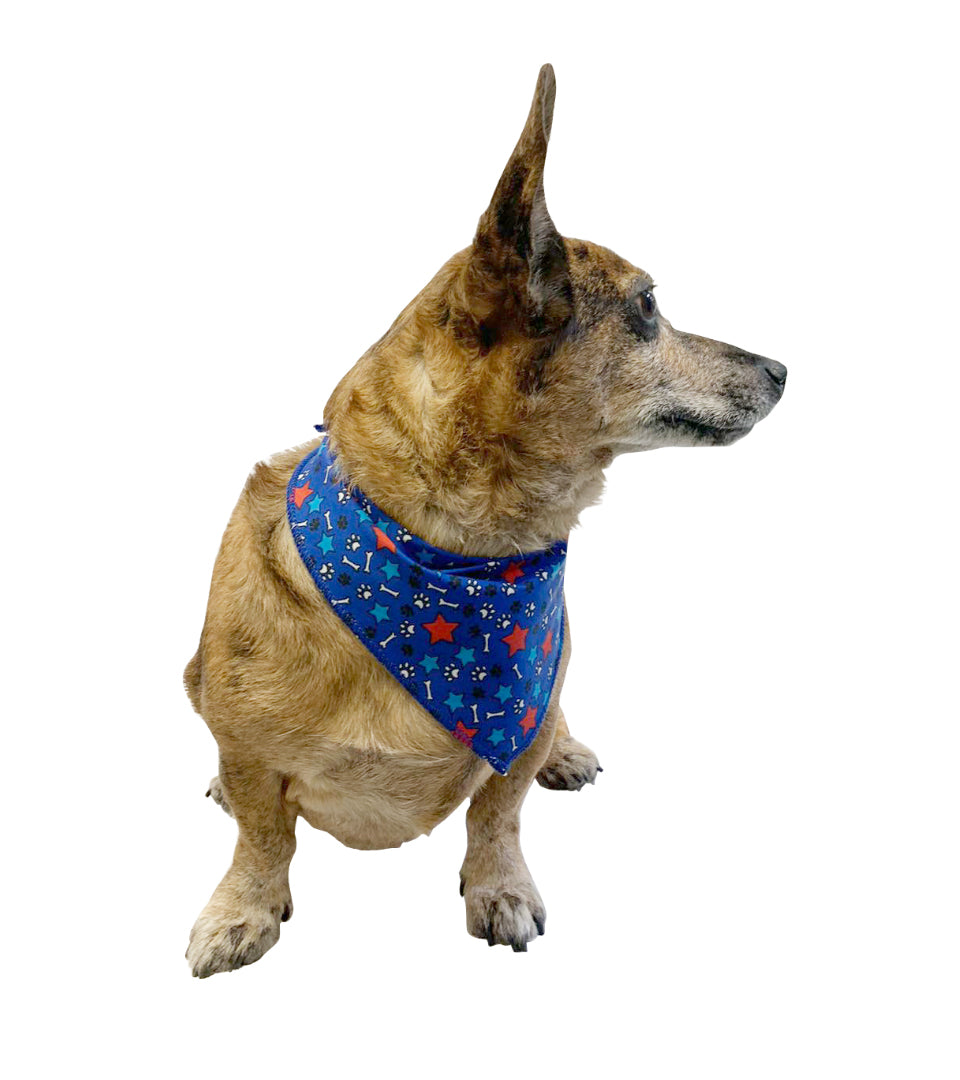 S3096 Paws, Bones & Stars Bandana, Blue