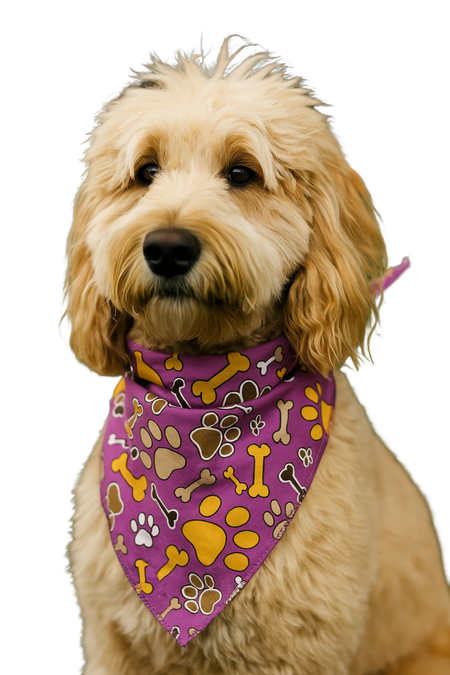 S3130 Paws & Bones Bandana, Purple