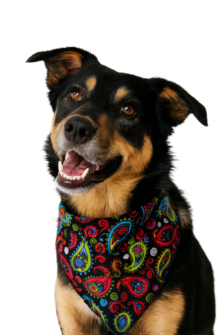 S3135 Paisley Bandana