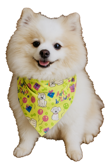 S3144 Happy Birthday Doggie Bandana, Green