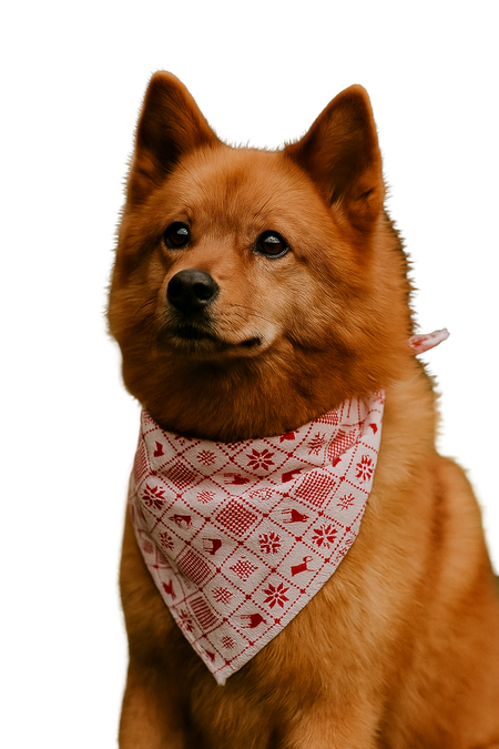 S3151 Holiday Bandana