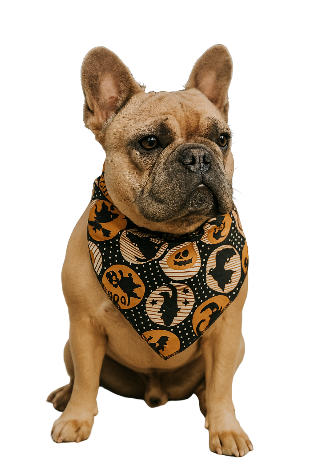 SA3177 Halloween Dot Print Doggie Bandana, Black