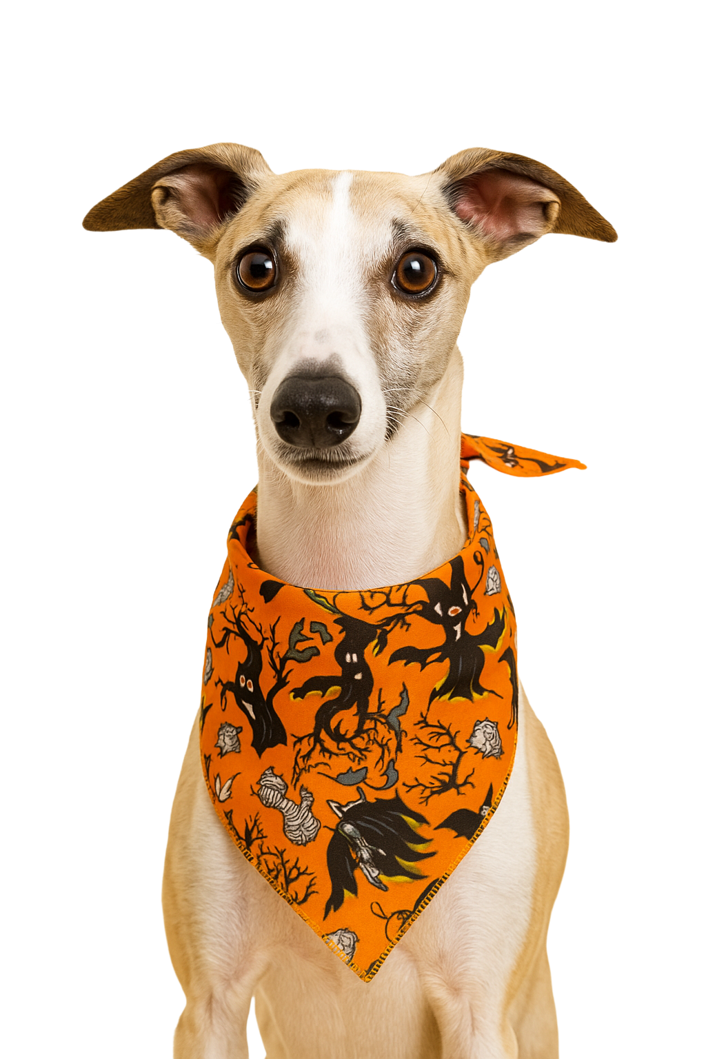 SA3179 Wicked Witch Doggie Bandana, Orange