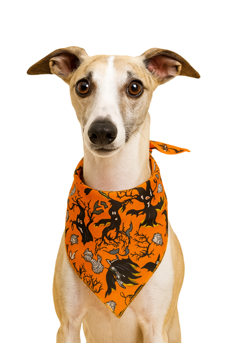 SA3179 Wicked Witch Doggie Bandana, Orange