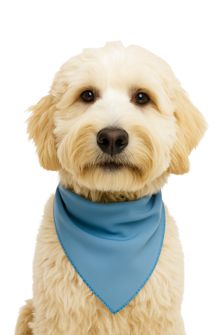S3196 Carolina Blue Bandana
