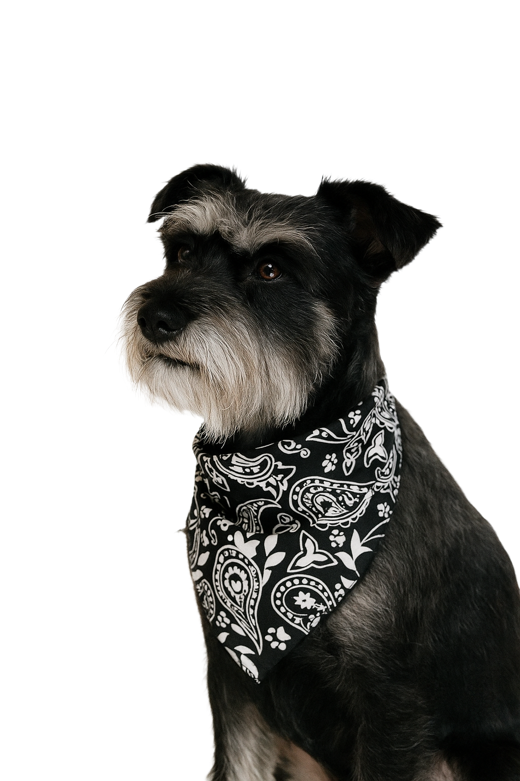 S3217 Paisley & Pawprints Bandana, Black