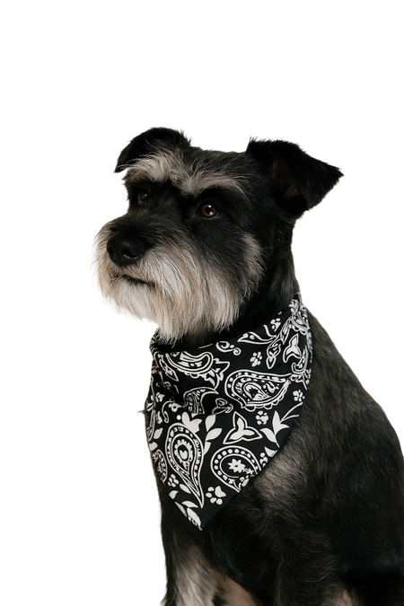 S3217 Paisley & Pawprints Bandana, Black