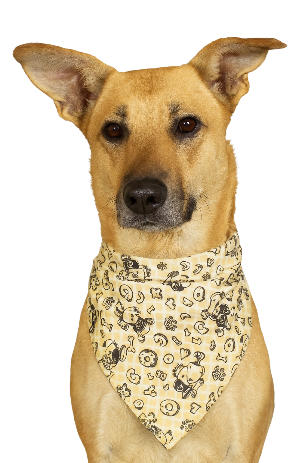 S3237 Checker Sketch Doggie Bandana, White
