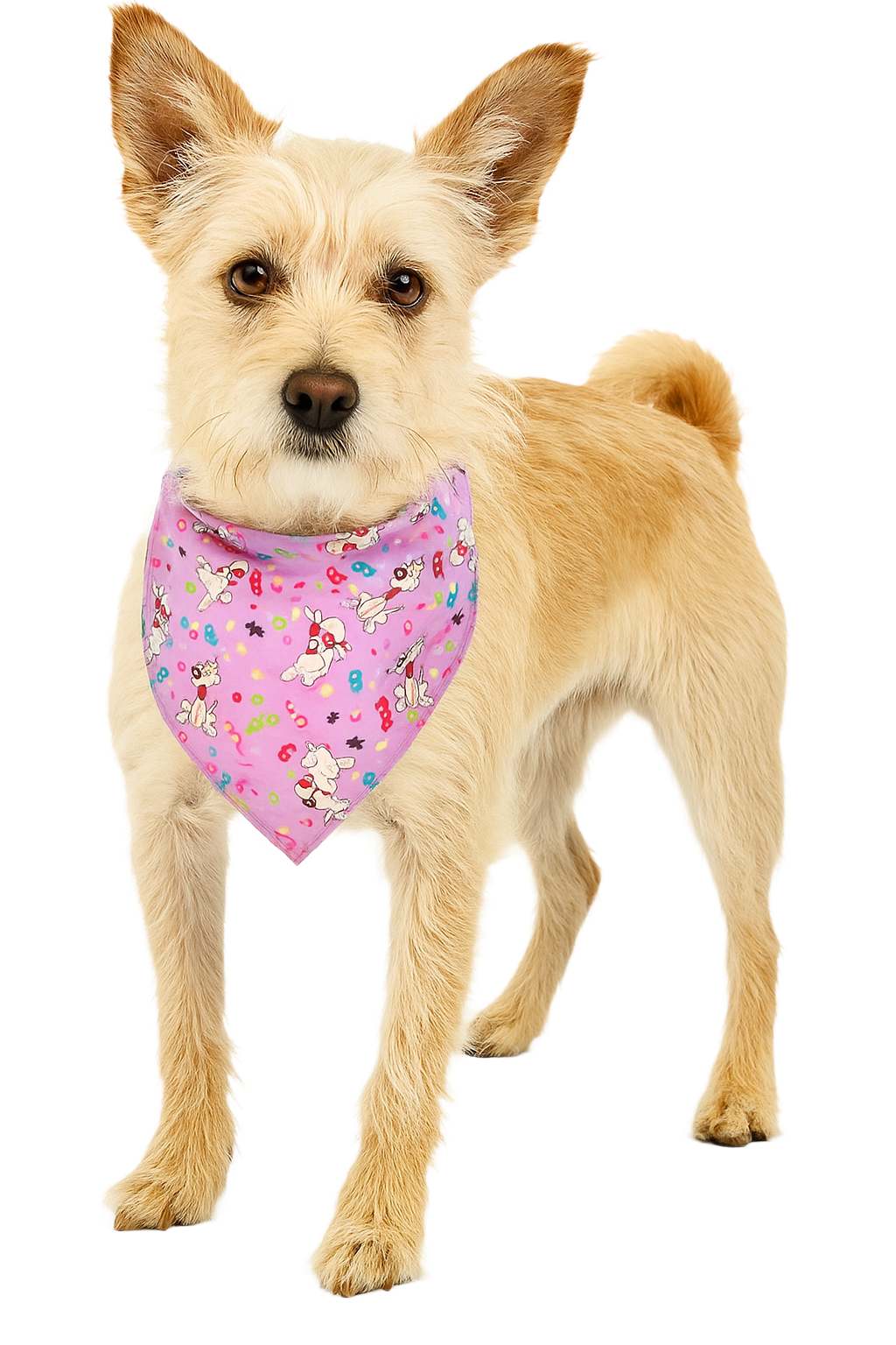 S3240 Party Doggie Bandana, Purple 