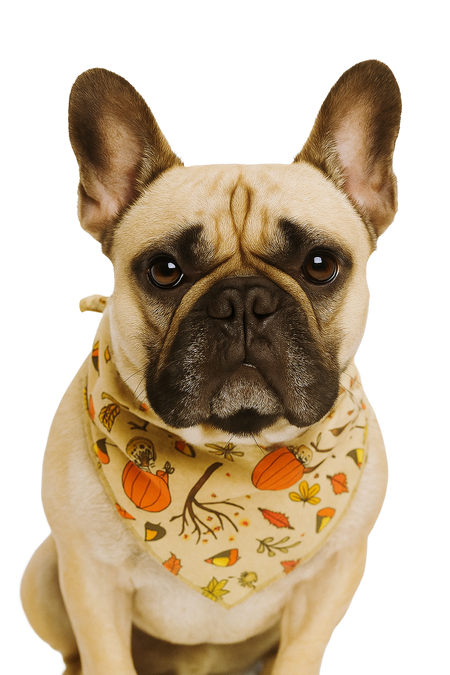 S3242 Pumpkin Doggie Bandana